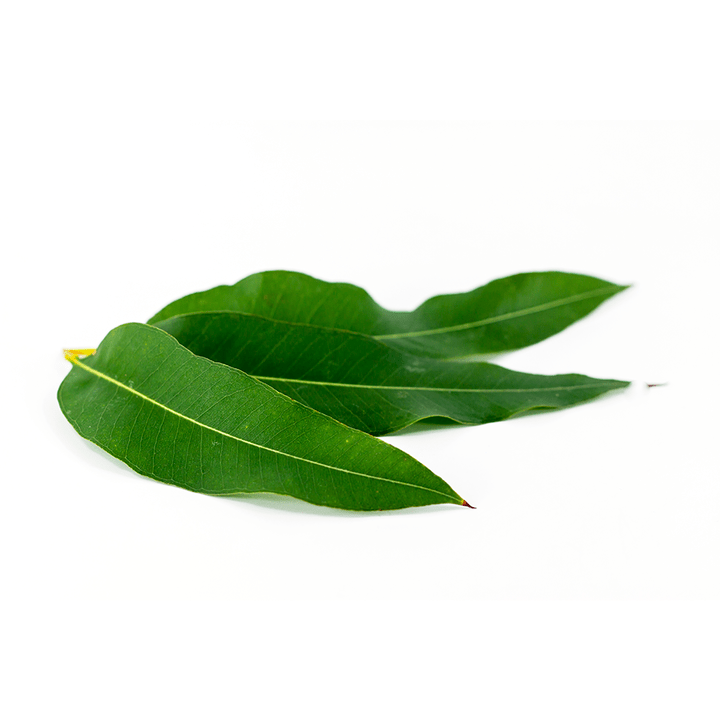 Eucalyptus globulus kaip Artovitel dalis